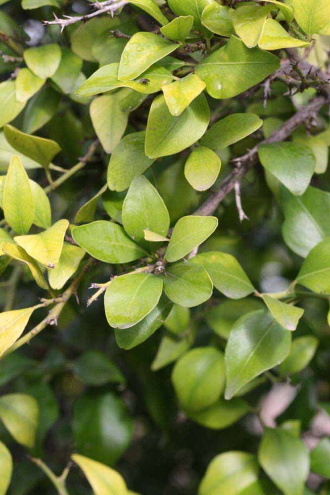            Sun leaves (Riverside, CA)   